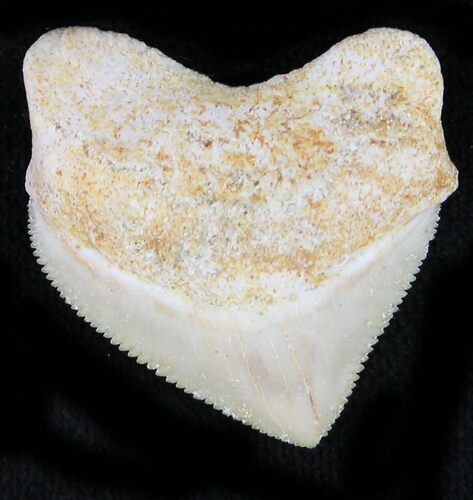 Nice Squalicorax (Crow Shark) Fossil Tooth #23512